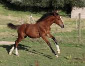 Pouliche sport PFS