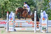 Castrone Holsteiner 10 anni