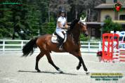 Castrone Holsteiner 10 anni