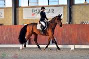 Castrone Holsteiner 10 anni