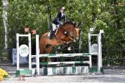 Castrone Holsteiner 10 anni