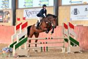 Castrone Holsteiner 10 anni
