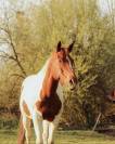 Cheval Paint horse hongre 