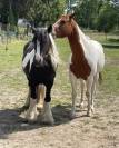 Cheval Paint horse hongre 