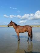 Cheval de sport 7 ans par Quick Star