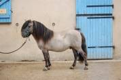 Stallone Shetland In vendita 2019 Souris ,  Artaban des Cles