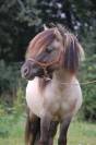 Stallone Shetland In vendita 2019 Souris ,  Artaban des Cles