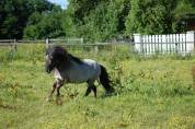 Stallone Shetland In vendita 2019 Souris ,  Artaban des Cles