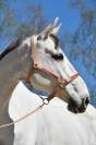 Hongre - SF - 11 ans - CCE