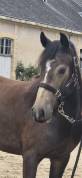 Connemara sport femelle poney