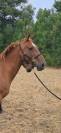 Pouliniere pleine