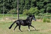 jument KWPN dressage/cce 1m62 3ans par Desperado
