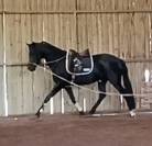 jument KWPN dressage/cce 1m62 3ans par Desperado