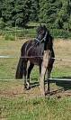 jument KWPN dressage/cce 1m62 3ans par Desperado
