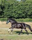 jument KWPN dressage/cce 1m62 3ans par Desperado