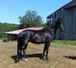 jument KWPN dressage/cce 1m62 3ans par Desperado