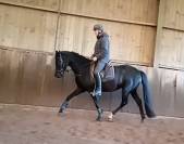 jument KWPN dressage/cce 1m62 3ans par Desperado
