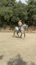 Cheval espagnol 