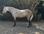 Cheval espagnol 
