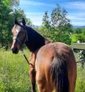 Poney hongre PFS