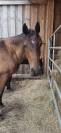 Poney hongre PFS