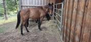 Poney hongre PFS