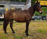 Poney hongre PFS