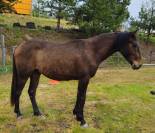 Poney hongre PFS