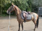 Poney 4ans 