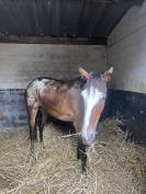 Poney 4ans 