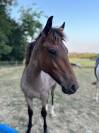 Poney de sport 