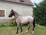 Poney de sport 