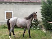 Poney de sport 