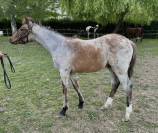 Poney de sport 