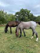Poney de sport 