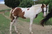 Poulain Zangersheide Pie alezan parents sur CSI** 145