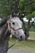demi pension cheval de sport 