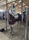 demi pension cheval de sport 