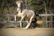 Castrone Lusitano In vendita 2016 Crema