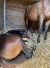 Foal Aqps à réserver au sevrage 