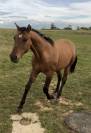 Superbe Quarter Horse entier de 2024