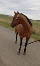 Superbe Quarter Horse entier de 2024