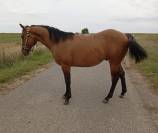 Superbe Quarter Horse entier de 2024