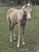 Chevaux rocky mountain horse