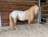 Poney hongre OC léopard 