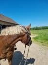Hongre New forest 7ans