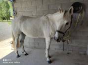 Petit cheval de loisirs 