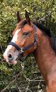 Pouliche 2 ans CSO