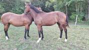 Pouliche 2 ans CSO