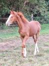 Foal femelle CSO